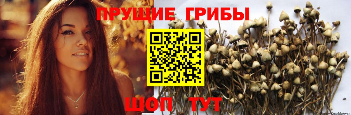 Галлюциногенные грибы прущие грибы Лесосибирск